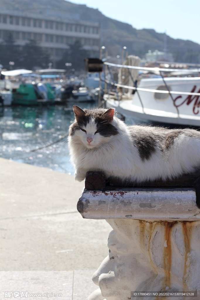 猫