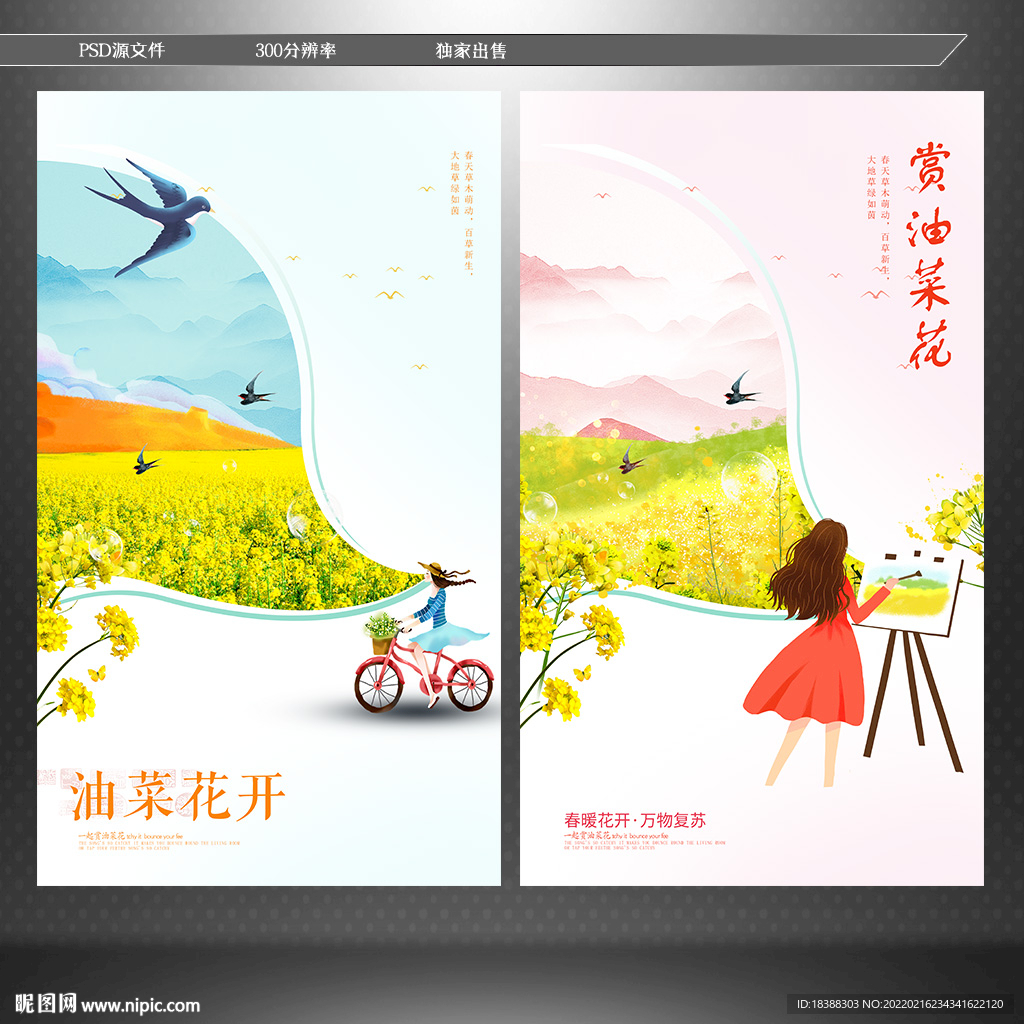 油菜花