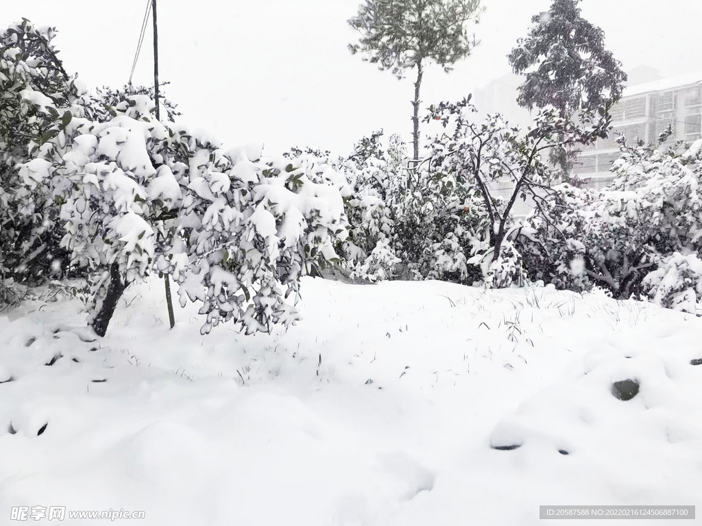 橘子林雪景 