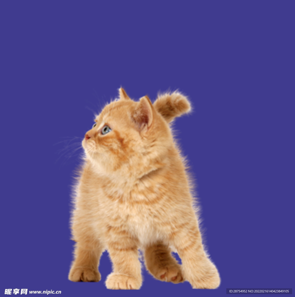 猫咪