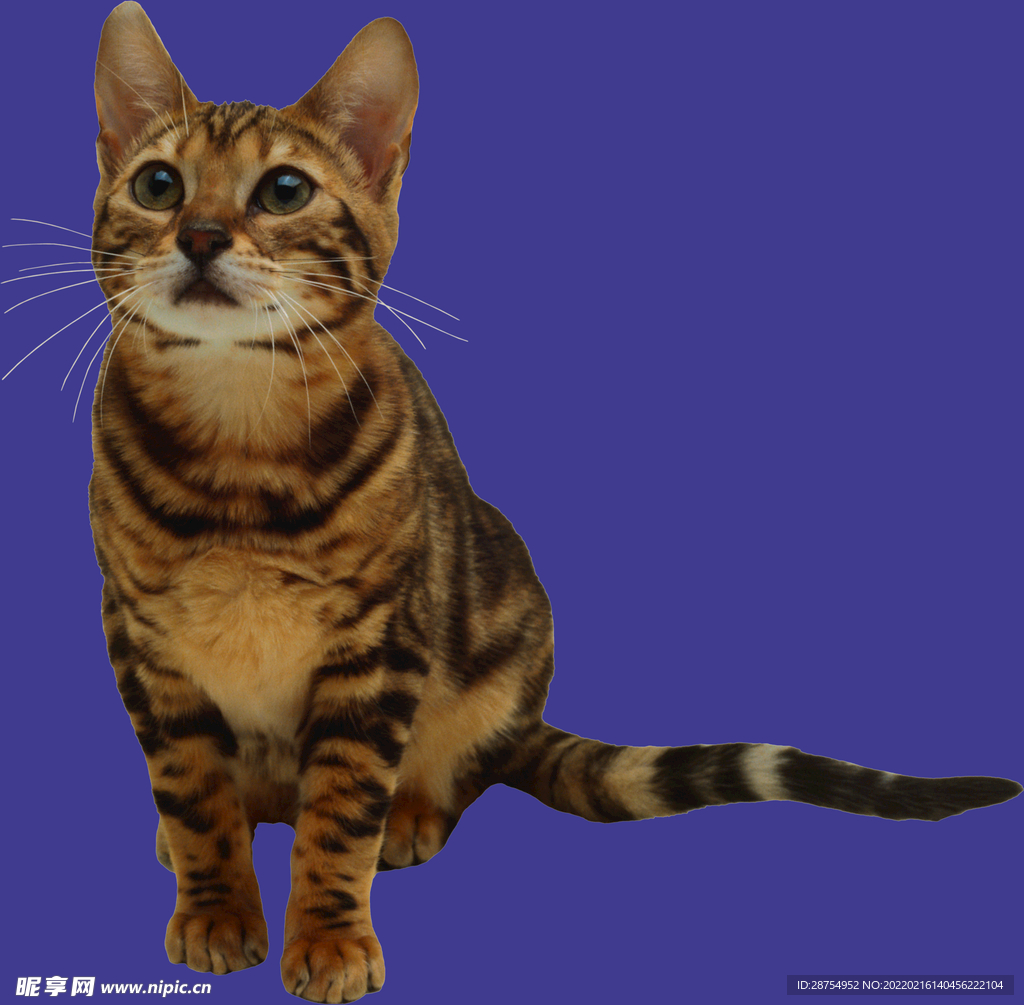 猫咪