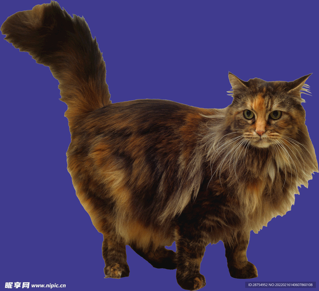 小猫