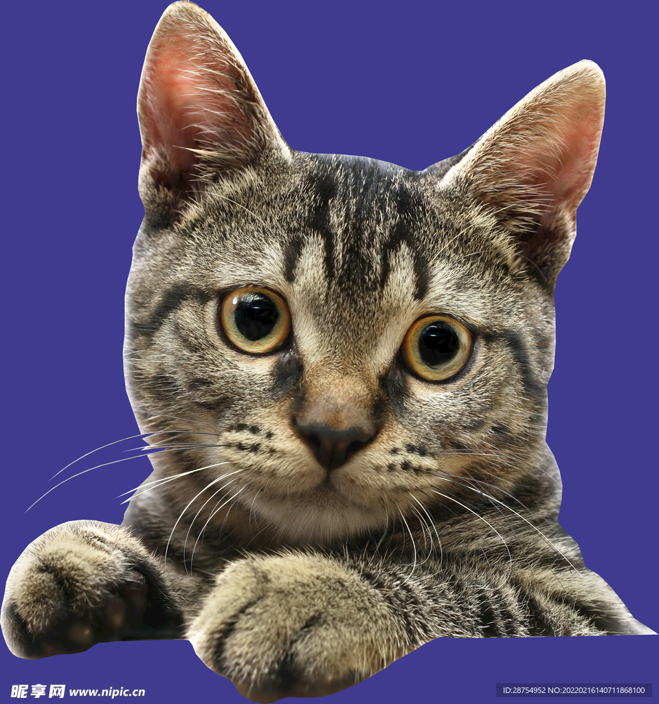 小猫