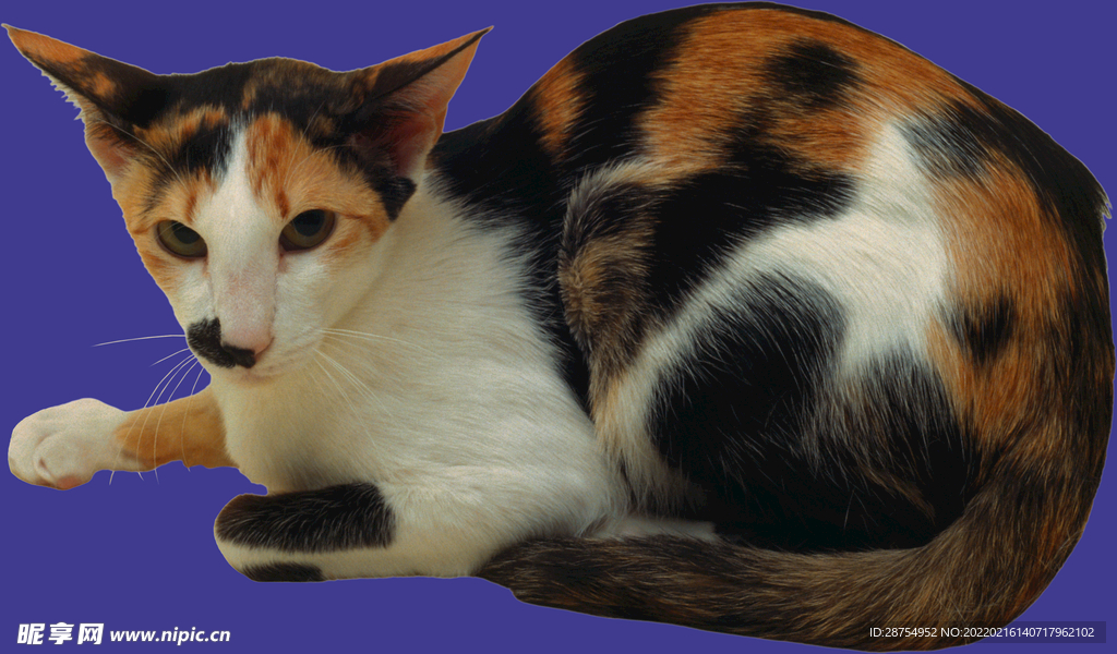 小猫