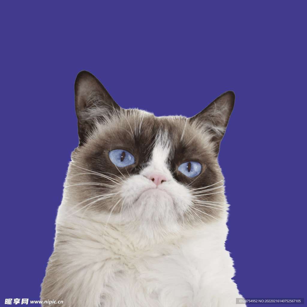 小猫