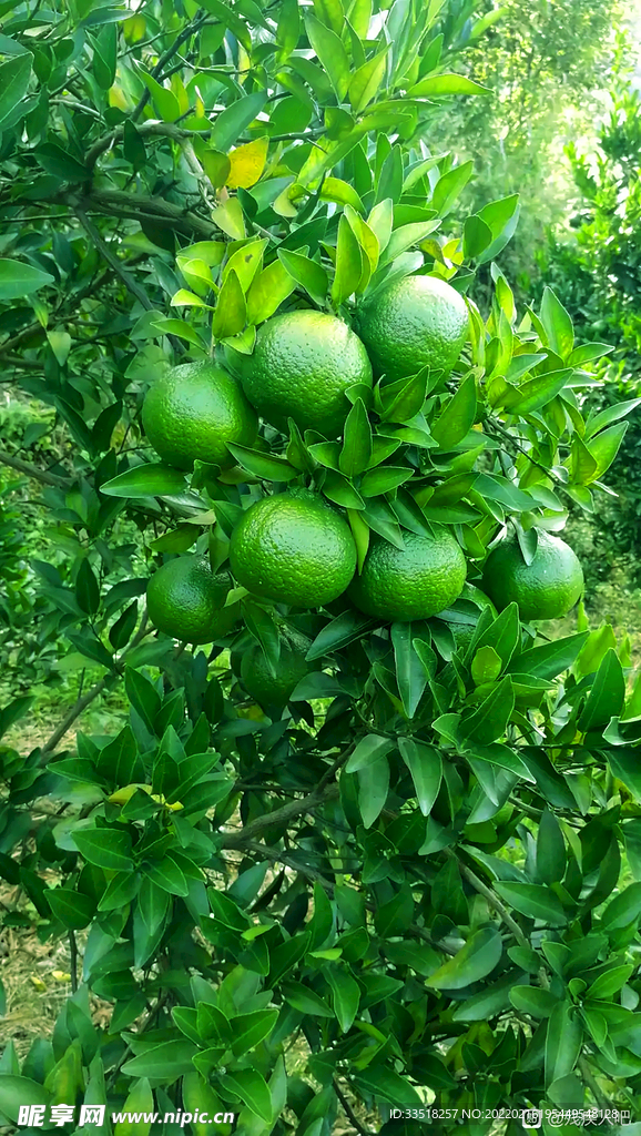 橘子