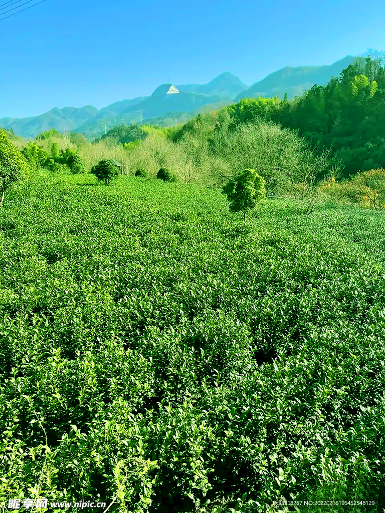 绿色风景