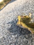 枯叶 黄叶子