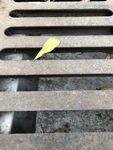 马路旁的下水道井盖