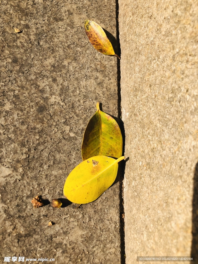路上的落叶 黄叶子