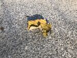 路上的落叶