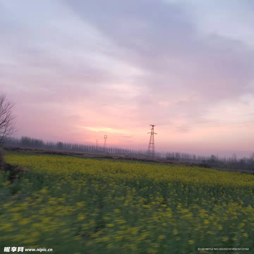 油菜花
