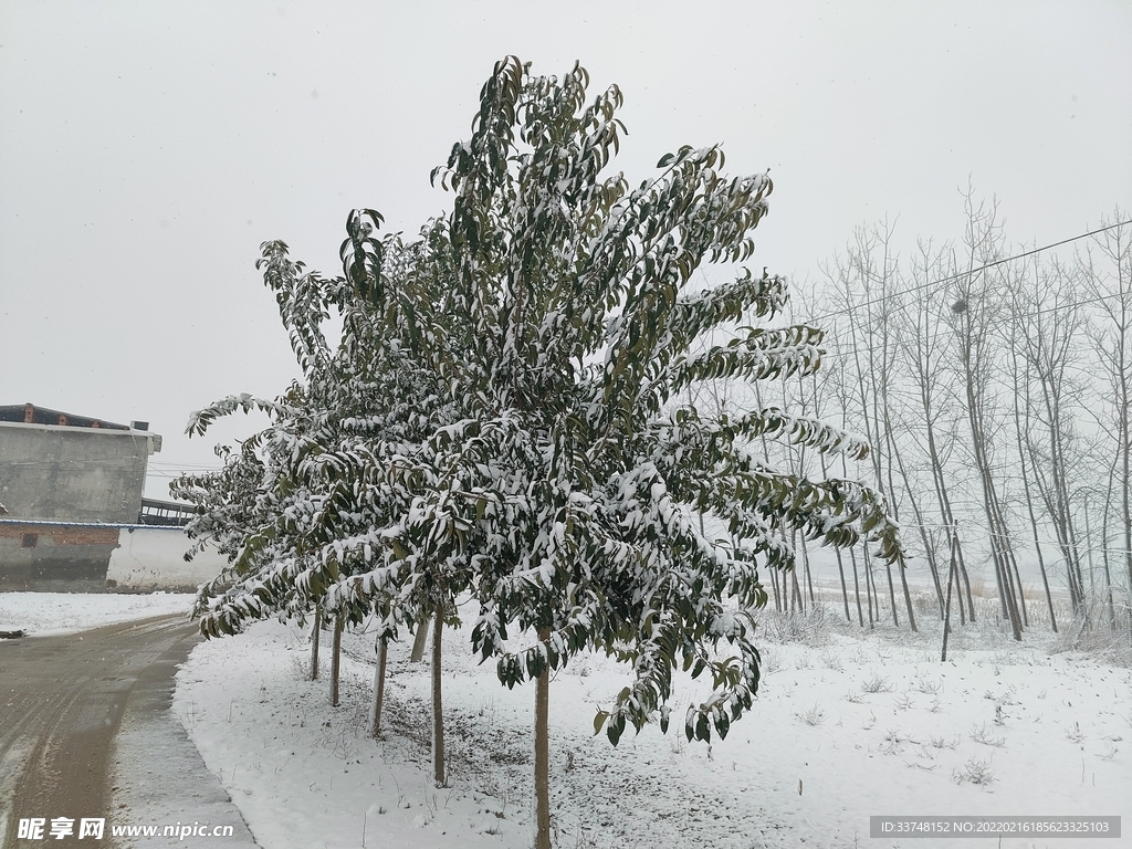 雪中大树