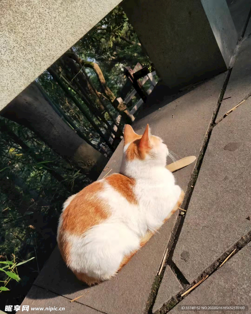 晒太阳的猫猫