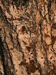 树木高清树皮木材粗糙木纹