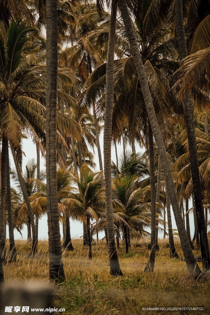 椰子树海滩巴西植物户外