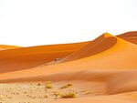 沙漠野生植物动物羚羊沙丘