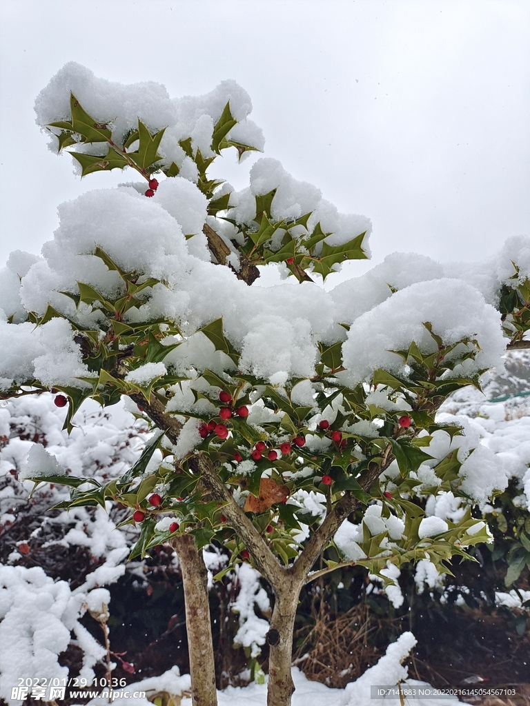 农村雪景