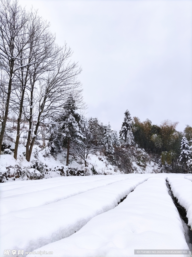 农村雪景