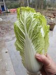 白菜