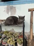 蓝猫