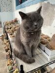 蓝猫