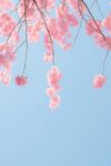 春日粉色樱花