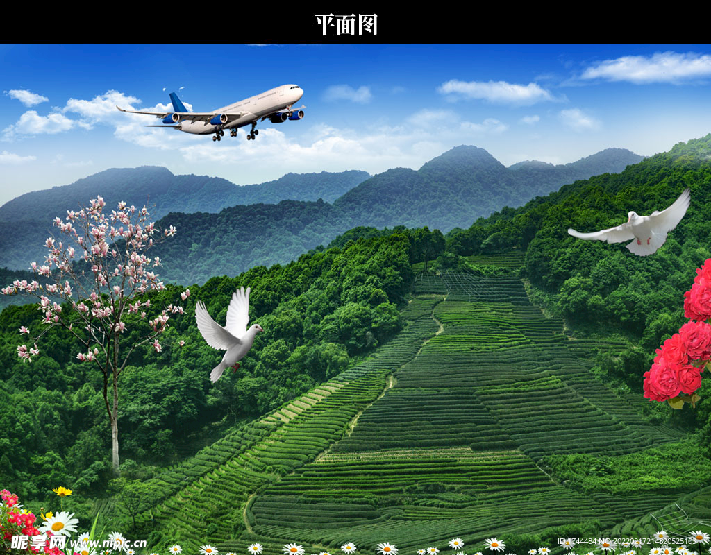 茶园图片