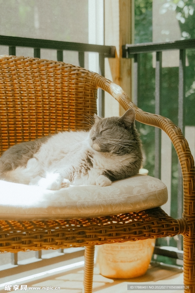 猫