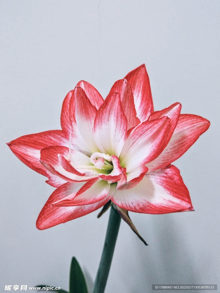 花卉