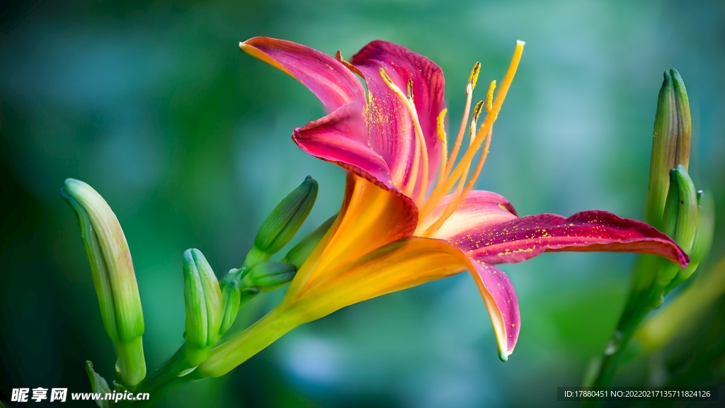花卉