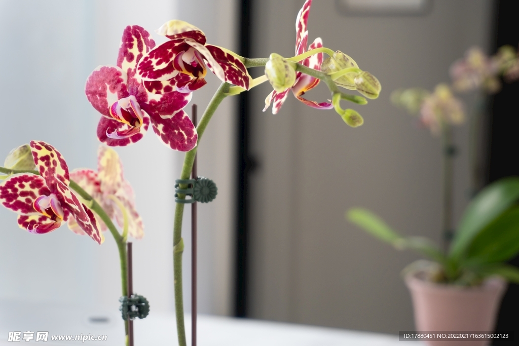 花卉