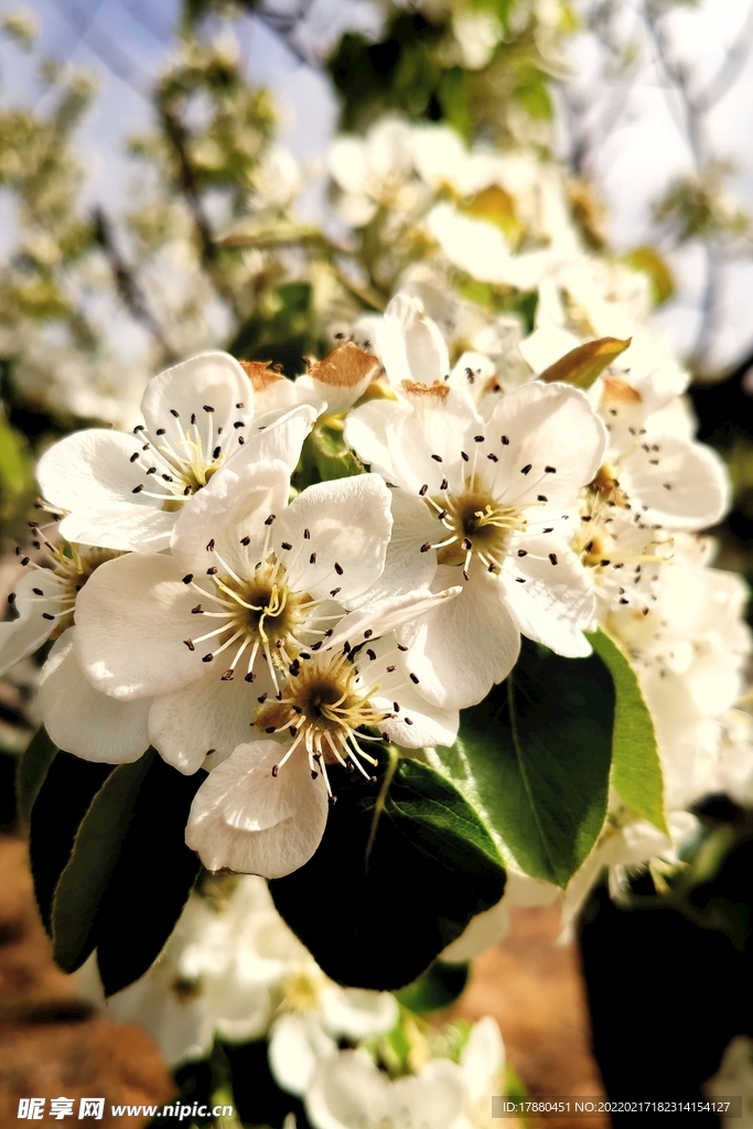 花卉