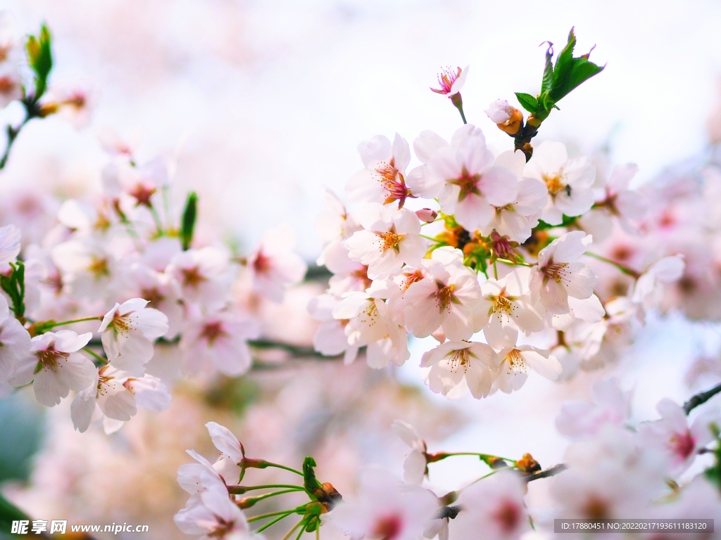 樱花