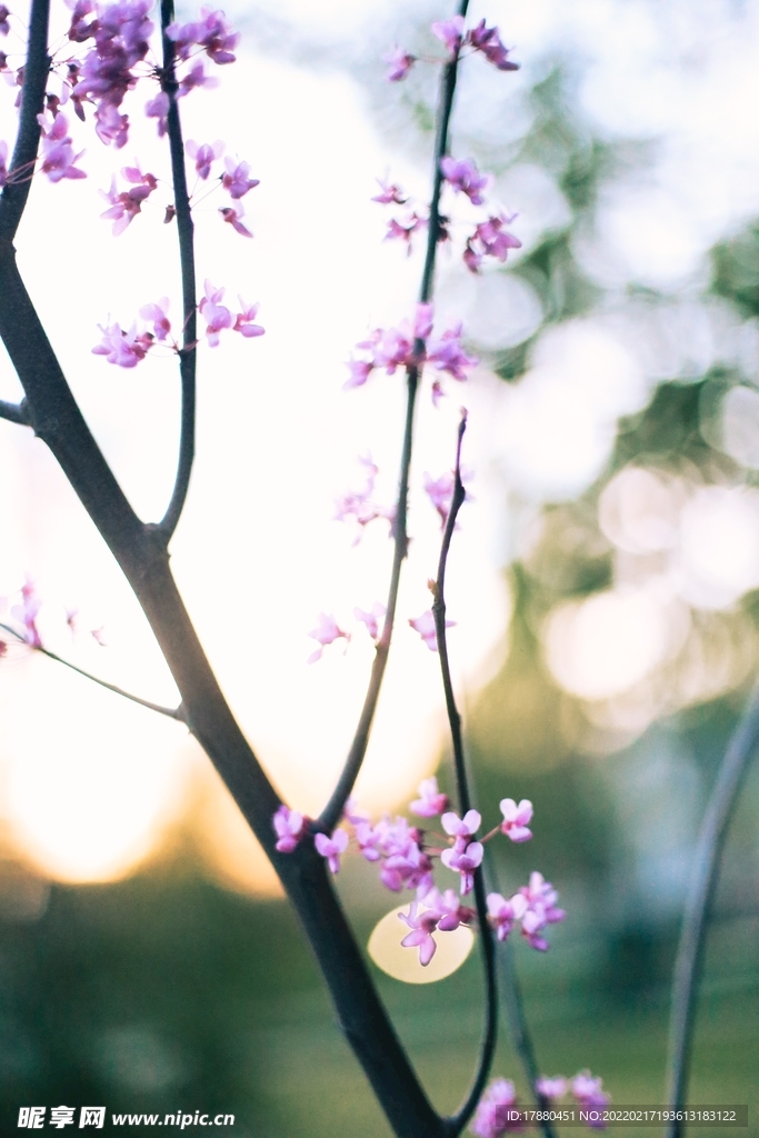花卉
