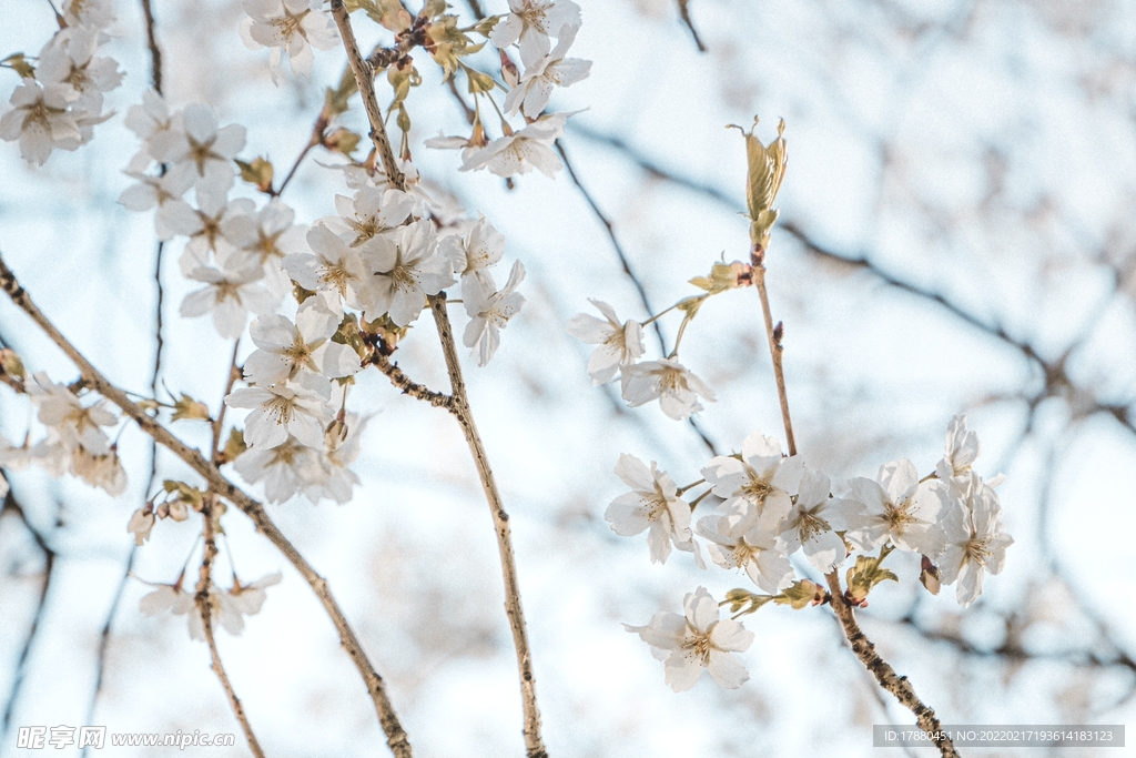 樱花