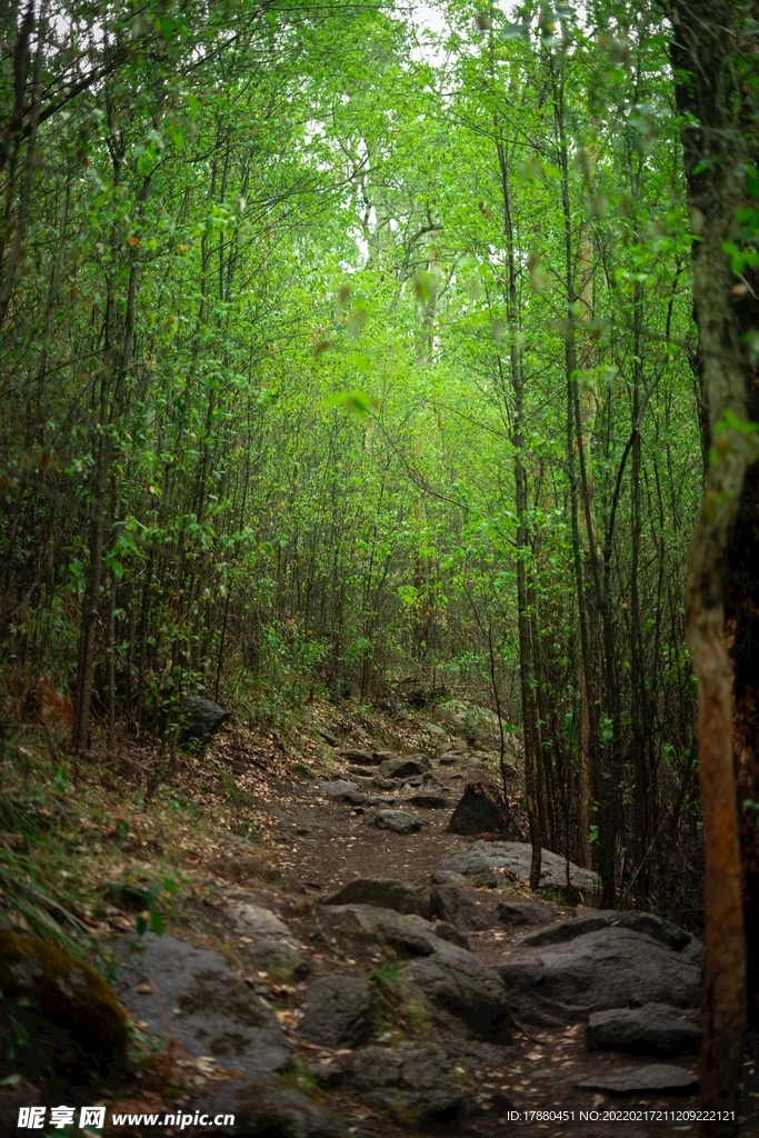 森林