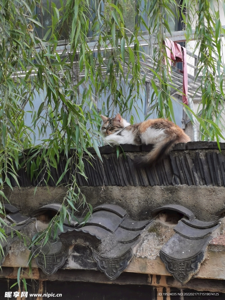 屋顶上的猫