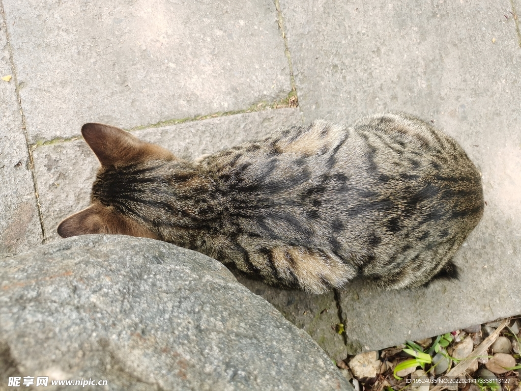 花狸