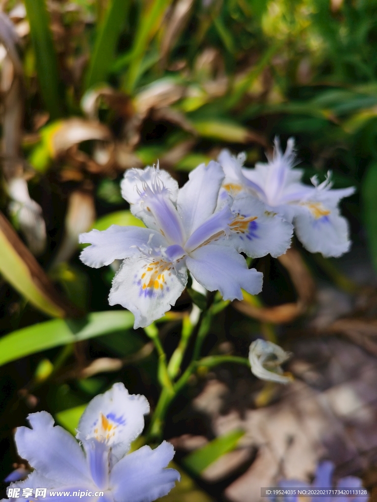 两朵花