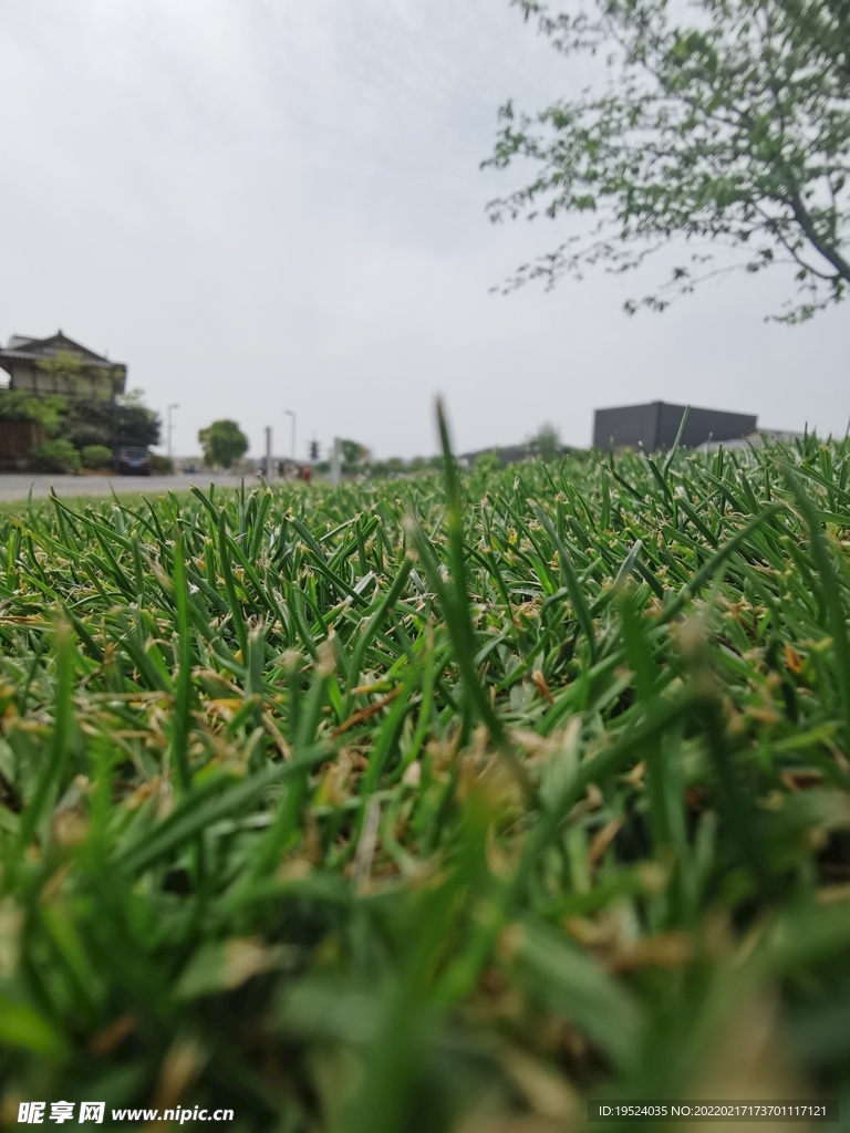 草地