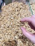 坚果核桃
