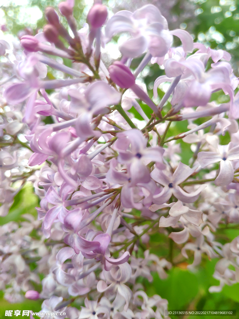 丁香花