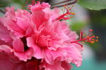 朱瑾花