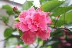 朱瑾花