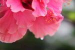 朱瑾花