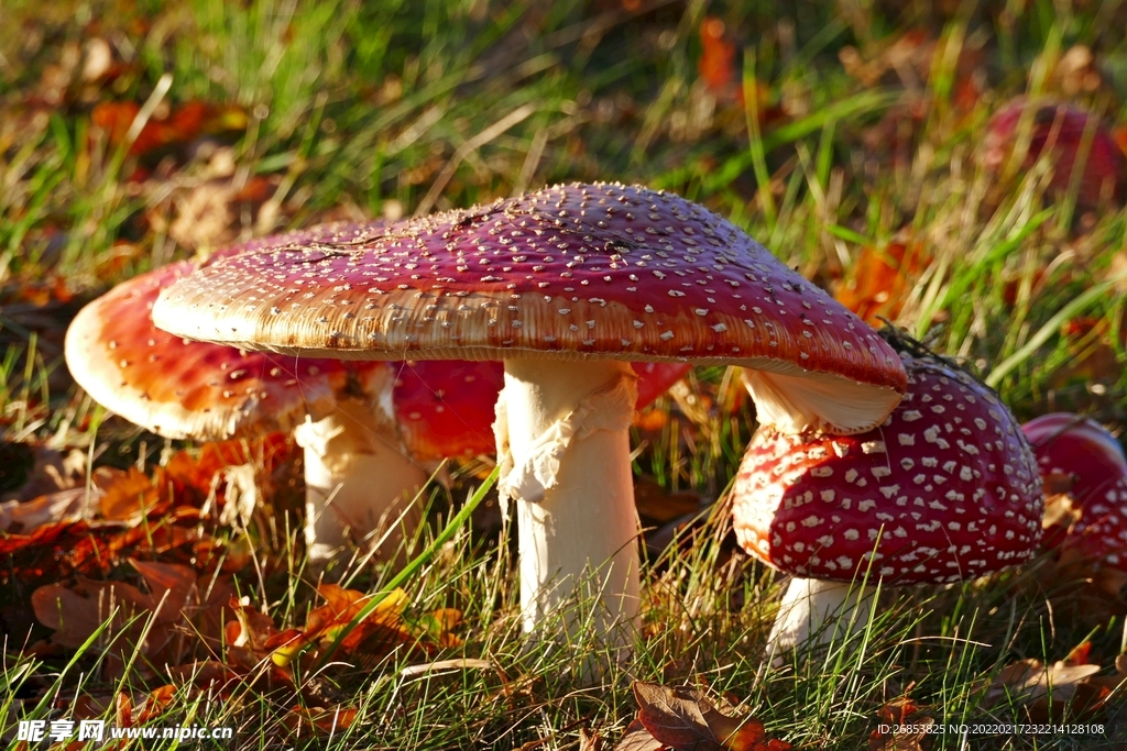 鹅膏菌蘑菇