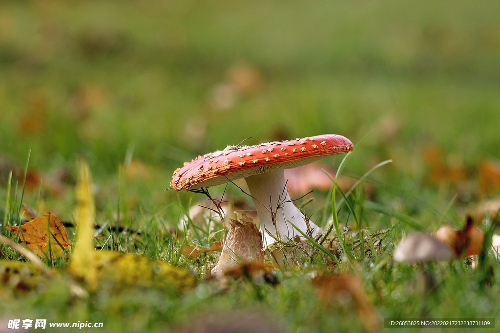 鹅膏菌蘑菇 