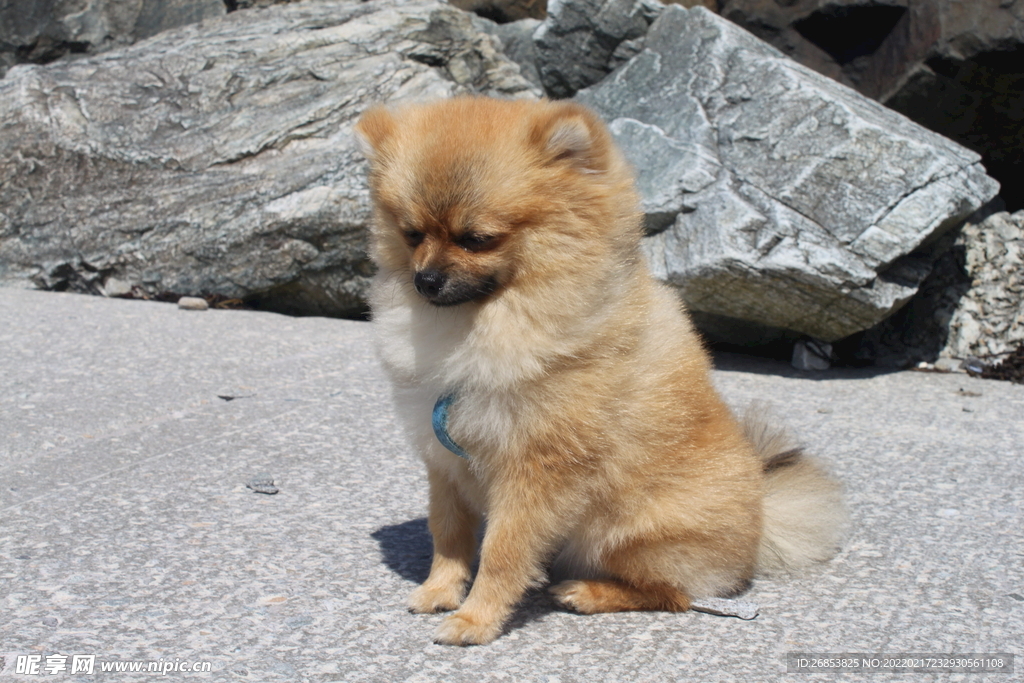 博美犬