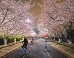 樱花大道